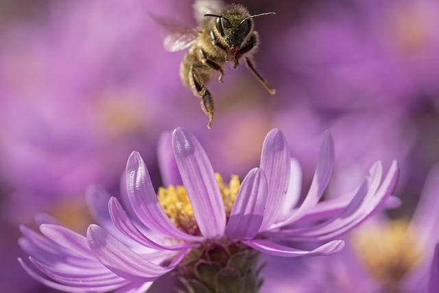 Hoghly commended - honeybee in Chelmsford, Essex.
