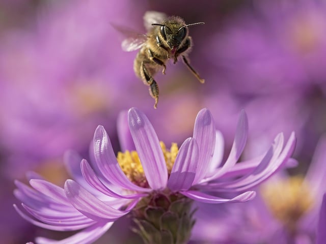 Hoghly commended - honeybee in Chelmsford, Essex.