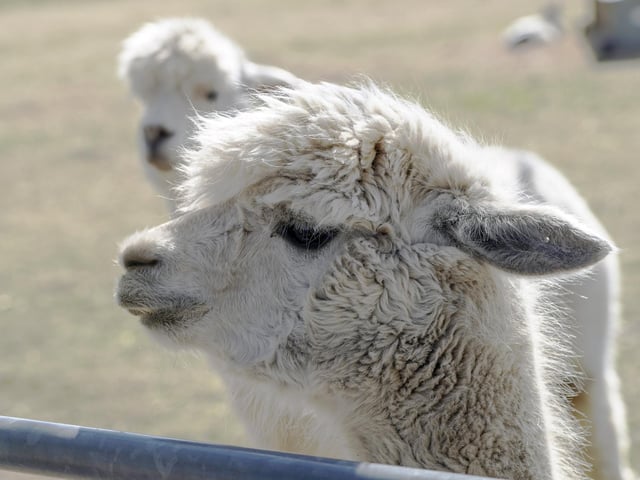 Mayfield Alpacas Animal Park is a treat for animal lovers, set in the picturesque Mayfield Valley, just minutes from Sheffield city centre. It's home to more than 60 alpacas, along with llamas, reindeer, meerkats and more. You can go alpaca trekking, become a keeper for the day or get up close and personal with the animals at one of its owl or armadillo experiences.