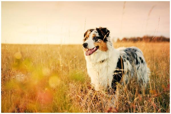 The Australian Shepherd is a lean, tough ranch dog that is closely associated with cowboy life (Photo: Shutterstock)