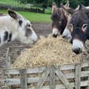 The rescue donkeys that live at Rivelin Valley Dog Park in Sheffield. Picture: Mick Hill