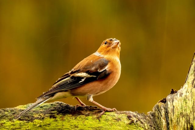 Male Chaffinch looking to the heavens and appearing to say   …   ‘please turn the tap off …  i’m getting fair drookit with all this rain’!
I trust this is  topical with all the recent discussion on climate change.