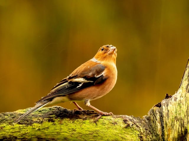 Male Chaffinch looking to the heavens and appearing to say … ‘please turn the tap off … i’m getting fair drookit with all this rain’!
I trust this is topical with all the recent discussion on climate change.