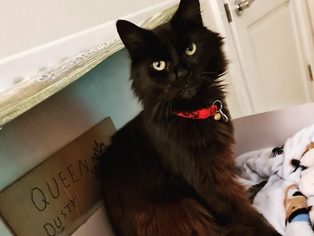 Dusty sitting in her new bed. Shared by Kimberley Owen.