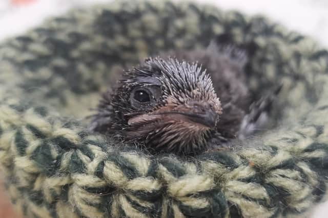 Baby swift rescued by Chet Cunago