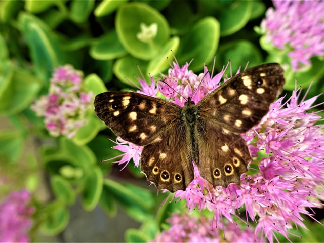 I took this shot of this Speckled Wood Butterfly on a Sedum Butterfly Plant in my garden on one of the recent warm sunny September days.
