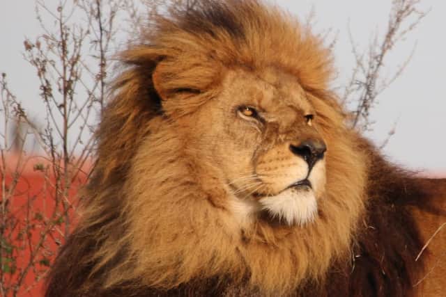 Ares the lion has passed away. Photo: Yorkshire Wildlife Park