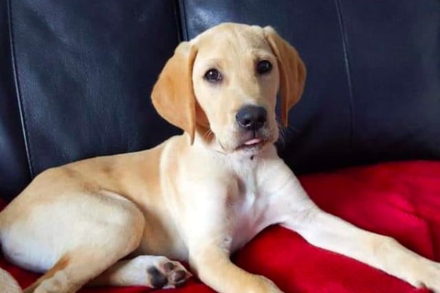 Leo is a Labrador x Pointer - a Pointador - and belongs to Naomi Frater and family