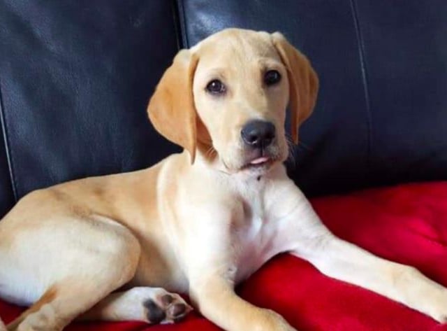 Leo is a Labrador x Pointer - a Pointador - and belongs to Naomi Frater and family