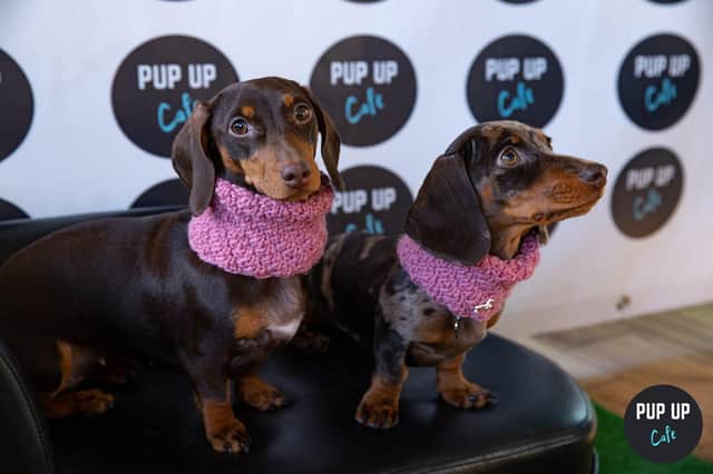The event is popular with sausage dog owners