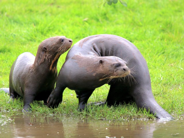 Super celebrations for Alex’s 9th birthday. The Giant Otter reserve at Yorkshire Wildlife Park was officially opened by Olympic gold medallist Rebecca Adlington on the 22nd March 2016. This purpose-built habitat consists of a deep natural lake, grassy embankments and an indoor house with rock pools and specially adapted climate control.