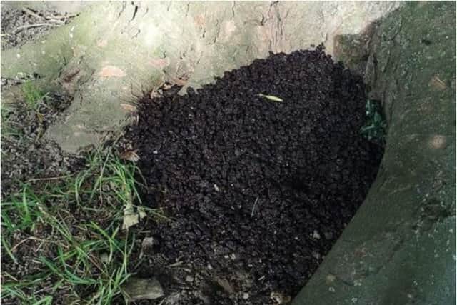 Huge piles of raisins were found in Greenhill Park.