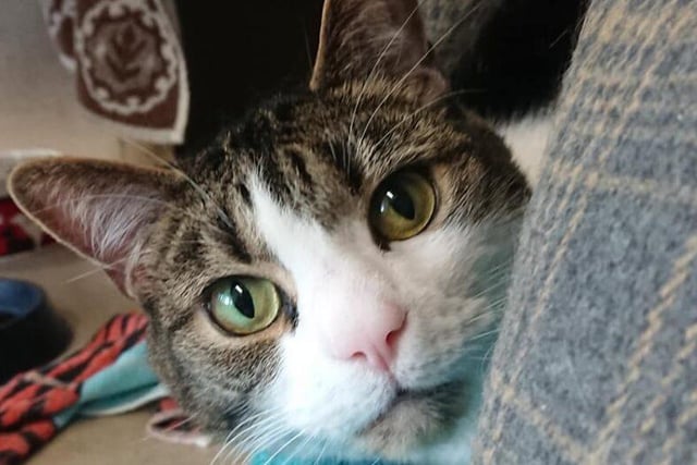 Mylo is a very nervous boy who would suit someone who has experience with nervous cats who can help him gain some much-needed confidence. He’s quite a chatty cat who loves having fun with toys. Mylo needs an adult-only home