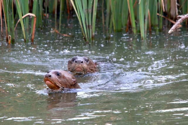 Baby giant otter Bonita made a splashing debut in front of visitors at the Yorkshire Wildlife Park.