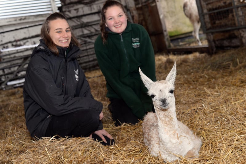 Graves Park Animal Farm workers Emily Ogden and Amelia Hattersley-Mather, pictured with a baby llama