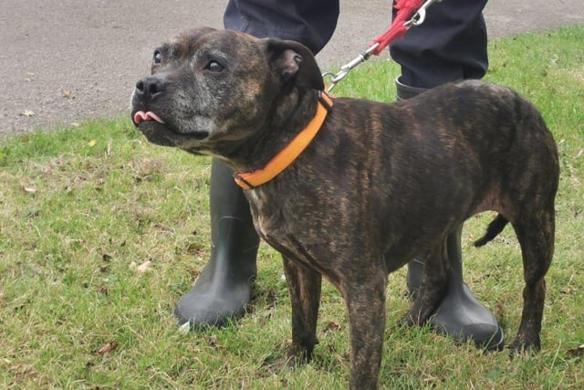 For an older dog, Ash has a lot of energy and enjoys a good walk and play.
