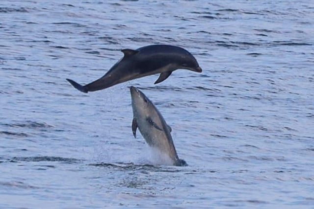 The dolphins put on a show for the camera.