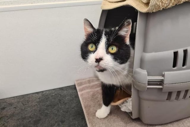 The black and white Domestic Shorthair crossbreed is approximately nine years old. After taking some time to get used to change, Hannah is a real sweetheart. A really affectionate cat, Hannah can be easily spooked by loud or sudden noises, so a quieter home may be best for Hannah.