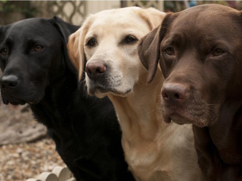 Average insurance cost: Labrador: £247.50, British Shorthair: £109.72