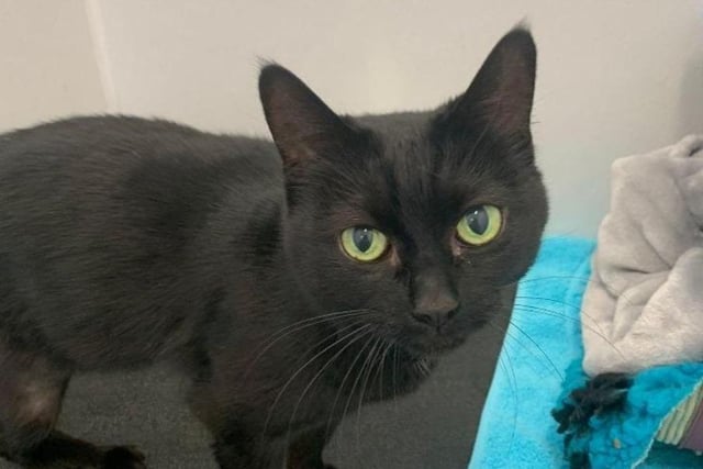 A 4-year-old black Domestic Shorthair crossbreed, 'gorgeous lady', Mavis is searching for a new forever home. Described as 'spritely' and 'active', Mavis loves the company of people and her own space, so a home where she is the only pet is best for Mavis.