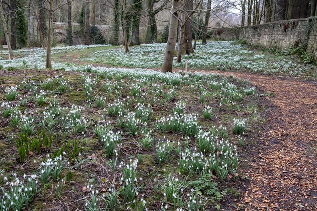 The snowdrop festival at Howick Hall Gardens and Arboretum is on throughout February.