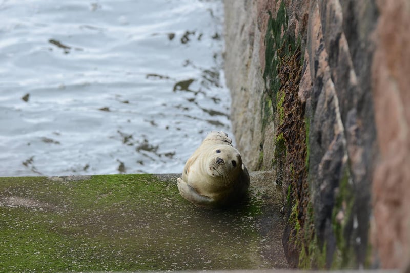 A seal was spotted near Roker's shore this afternoon. (Photo by North News)