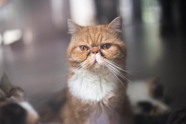 The Exotic Shorthair cat is closely related to Persian cats and are therefore similar in their quiet and sweet nature. They love play time and are loyal, affectionate companions (Photo: Shutterstock)