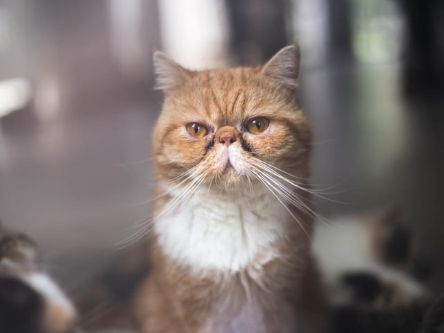 The Exotic Shorthair cat is closely related to Persian cats and are therefore similar in their quiet and sweet nature. They love play time and are loyal, affectionate companions (Photo: Shutterstock)