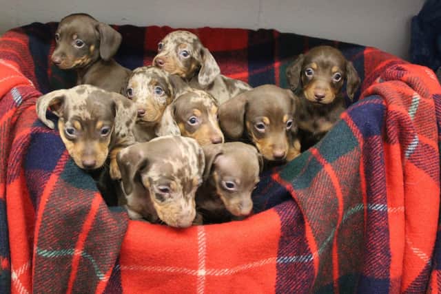The puppies that were put up for adoption. Picture by RSPCA Halifax