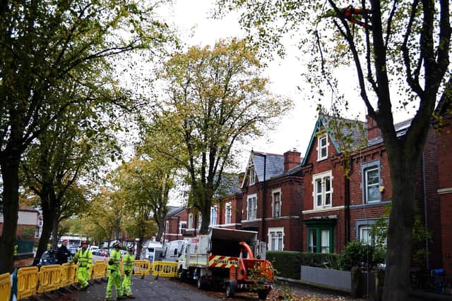 The felling of trees on Meersbrook Park Road gets underway. Picture: Marie Caley