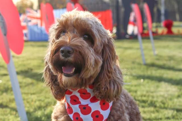 Dolly the Cockapoo shared by Gary Norman.