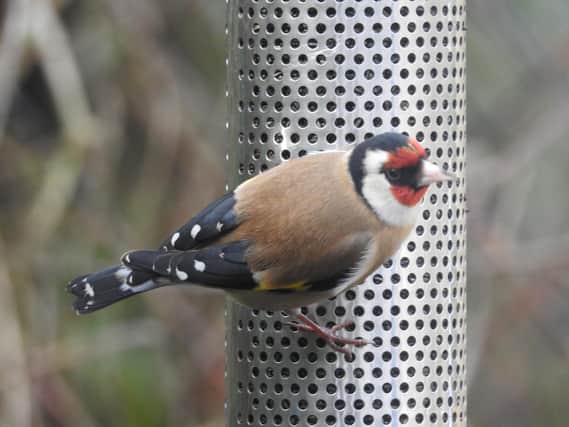 Goldfinch on the feeder taken by Ian Rotherham