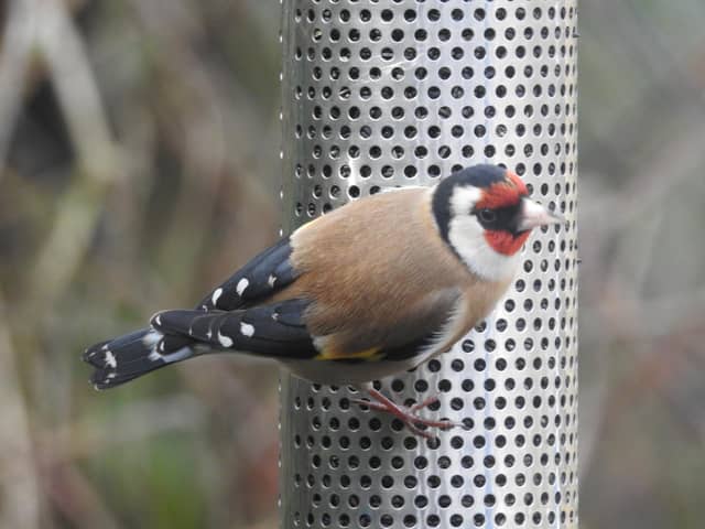 Goldfinch on the feeder taken by Ian Rotherham