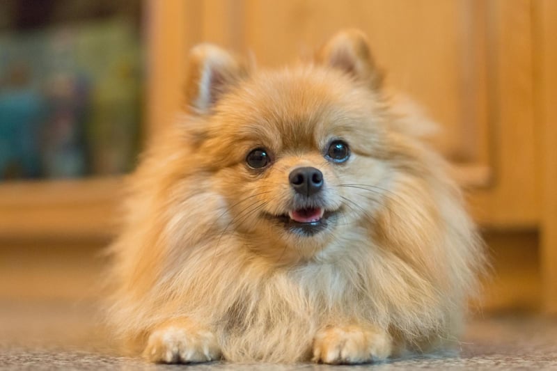 It is believe that Michelangelo had a Pomeranian by his side whilst he painted the Sistine Chapel.