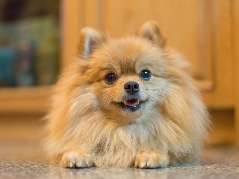 It is believe that Michelangelo had a Pomeranian by his side whilst he painted the Sistine Chapel.