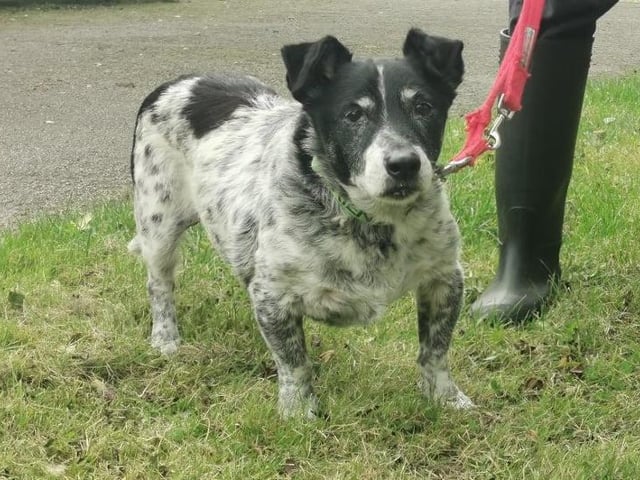 Meet Ronnie, he is a 13-year-old black and white crossbreed - unknown. Being an older chap, he enjoys gentle short walks, followed by naps on the sofa. He is an inquisitive little fellow. He could live with children from the age of eight  and over as long as they understand that an older dog needs a calm and relaxing home and won't be up for playing a lot. He needs to be the only dog in the household to enjoy all the attention in his golden years
See: https://www.rspca.org.uk/findapet/details/-/Animal/RONNIE/ref/BSA2106571/rehome