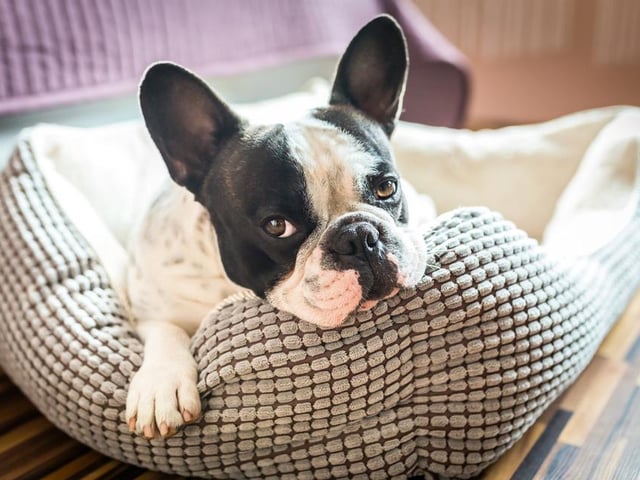 Lily ranked as the ninth most popular female dog name, with Archie ranking ninth for males.
