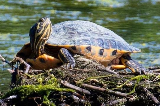 A turtle at Denaby Ings Nature Reserve basking in the sunshine from @nikalwest