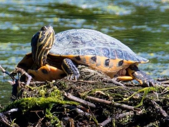 A turtle at Denaby Ings Nature Reserve basking in the sunshine from @nikalwest