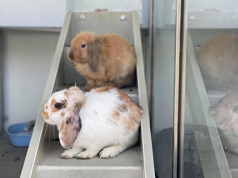 Harry and Mason are a charming pair with their handsome looks and sweet nature. They have stolen the hearts of many staff members. The pair are quite young so will need an owner to understand their extra needs.