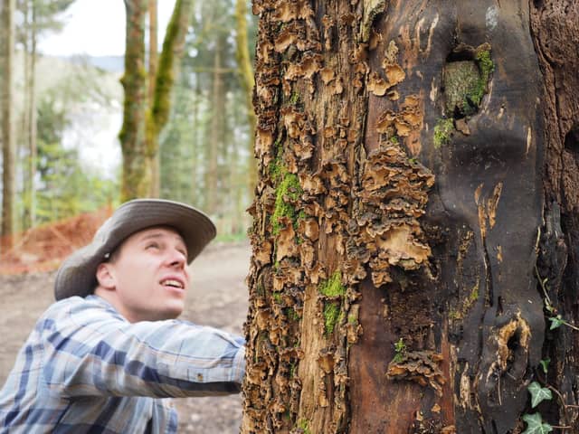 Paul Jarman of SRWT looking at a decaying tree for signs of beetle and fungi