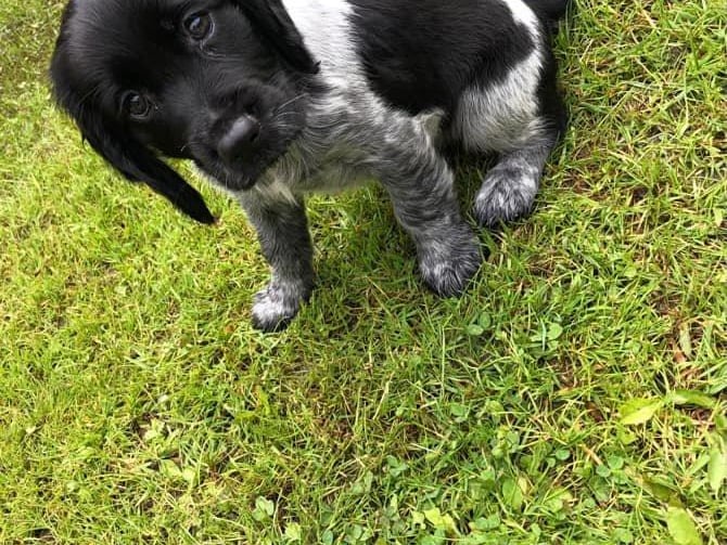 This is Roux, owned by Stephanie Robinson.