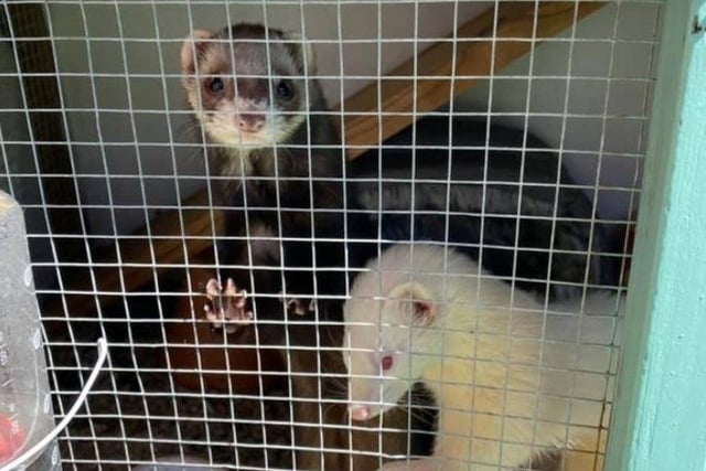 Ferrets Belle and Moana.