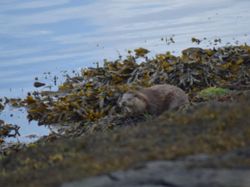 If you're lucky you might spot one of the otters that live around the island.