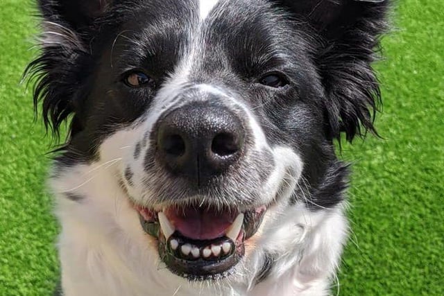 Lola is an 8 year old female Border Collie, and is happy and friendly with everyone she meets - especially if they give her a belly rub. She doesn’t like being around other dogs, so looking for a home where she’ll be the only pet