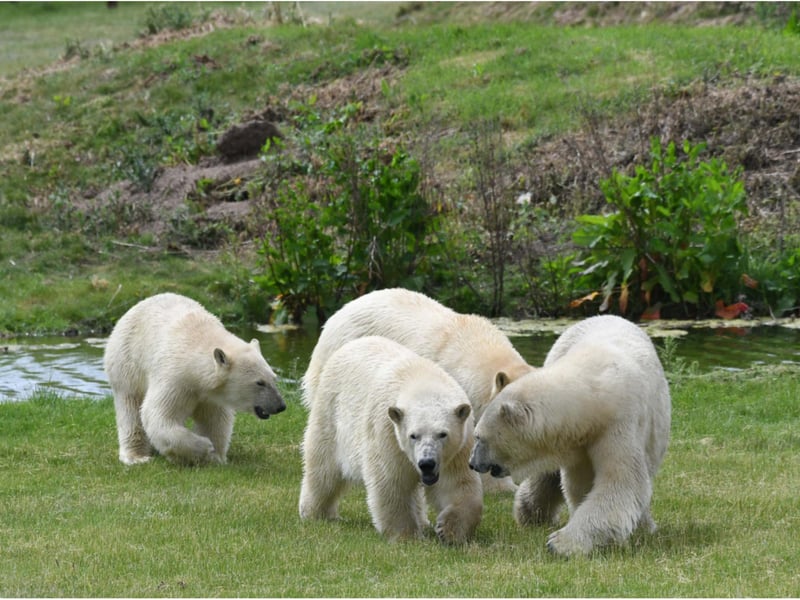 The bears have come from a park in France.