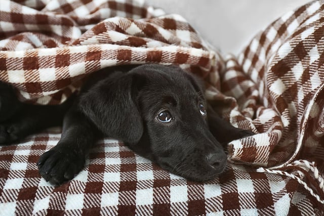 Any Lab owner will be well aware of how snuggly and loving the breed is. Take them for a walk, feed them their dinner, and they'll contentedly cuddle up to you for the rest of the night - happily dreaming about chasing rabbits.