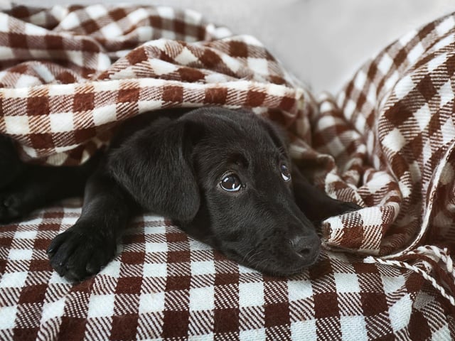 Any Lab owner will be well aware of how snuggly and loving the breed is. Take them for a walk, feed them their dinner, and they'll contentedly cuddle up to you for the rest of the night - happily dreaming about chasing rabbits.