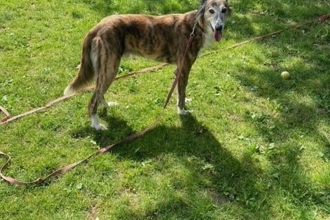 Clint is a nine-year-old male neutered Saluki who could possibly live with dogs and children but not cats.