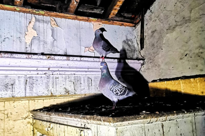 More of the pigeons which have made the former Citadel building their home